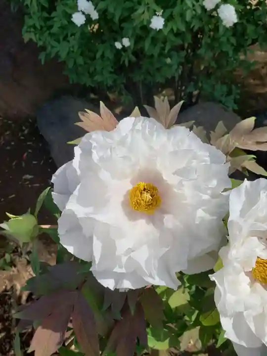 禅定院(東京都)