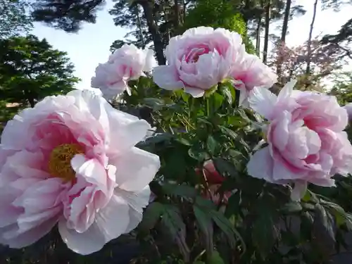 阿邪訶根神社の自然