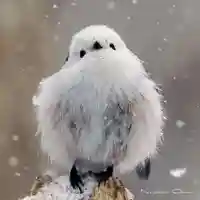 帯廣神社の動物