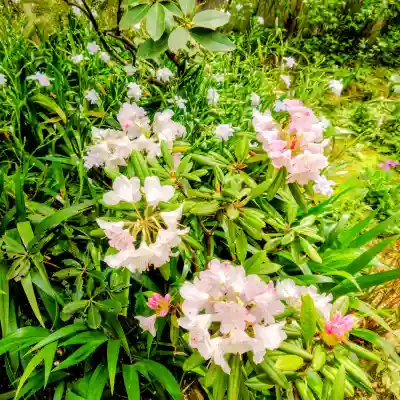 上野東照宮の{uncategorized: "未分類", other: "その他", undefined: "問題あり", building: "その他建物", grave: "お墓", sacred_gate: "鳥居", guardian: "狛犬", statue: "像", buddha: "仏像", history: "歴史", nature: "自然", garden: "庭園", animal: "動物", pagoda: "塔", temizu: "手水舎", mountain_gate: "山門・神門", sanctuary: "本殿・本堂", subordinate: "末社・摂社", art: "芸術", scenery: "景色", jizo: "地蔵", ema: "絵馬", goshuin: "御朱印", omikuji: "おみくじ", items: "授与品その他", amulet: "お守り", goshuincho: "御朱印帳", eats: "食事", festival: "お祭り", votive_dance: "神楽", shichigosan: "七五三参", wedding: "結婚式", experience: "体験その他", initially: "初詣", around: "周辺", anti_infection: "感染症対策"}