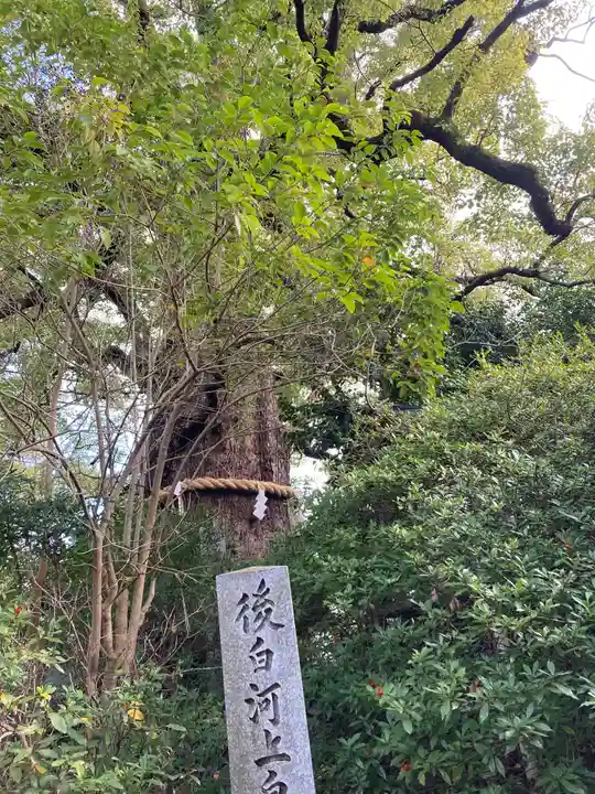 新熊野神社の自然