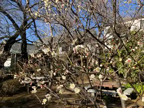 観蔵院 曼荼羅寺(東京都)