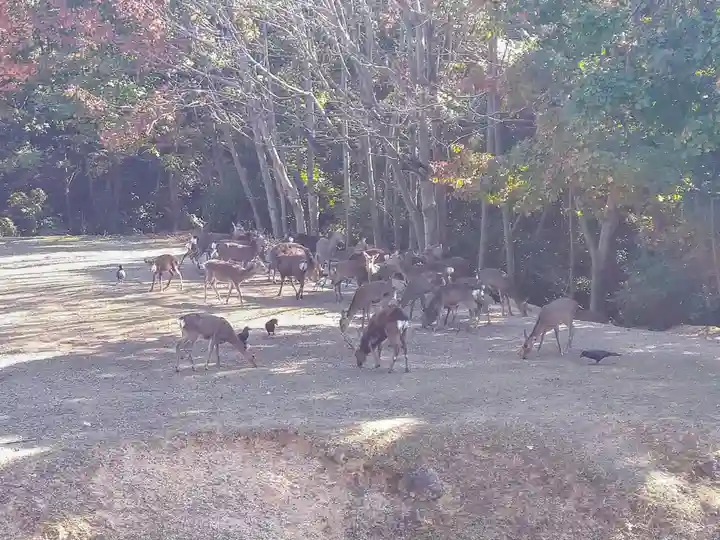 長浜神社の動物