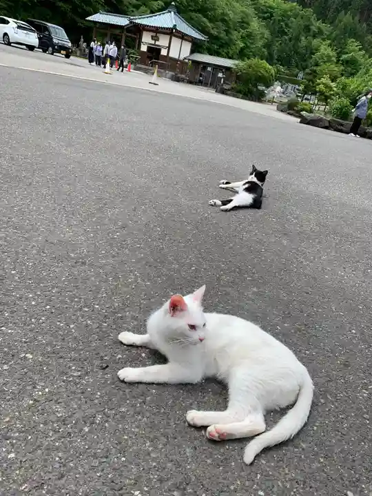 御誕生寺(猫寺)の動物