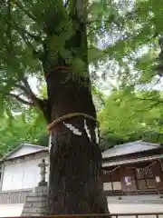 春日部八幡神社の自然