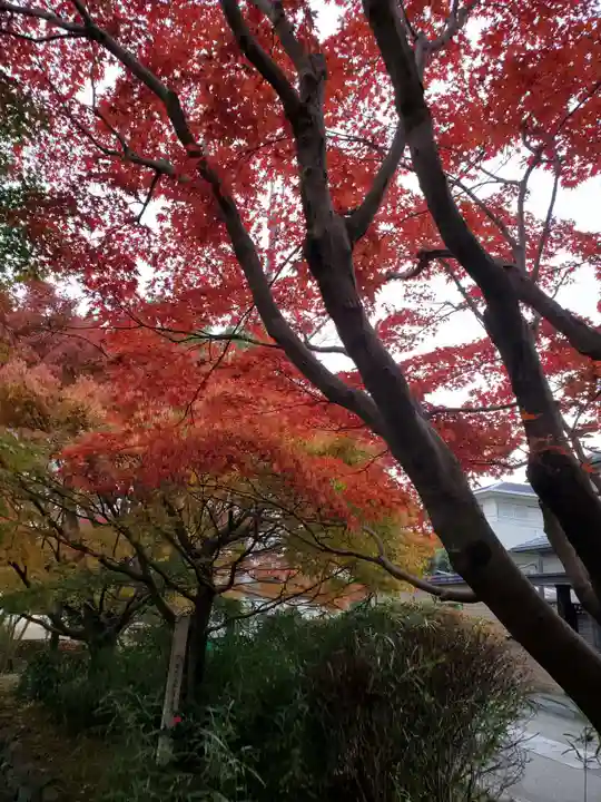 宇治上神社の自然