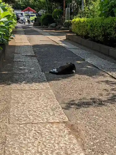 白山神社の動物