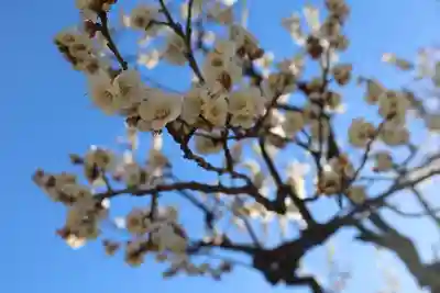 増上寺塔頭 三縁山 宝珠院(東京都)