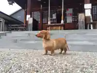 杉杜白髭神社(福井県)