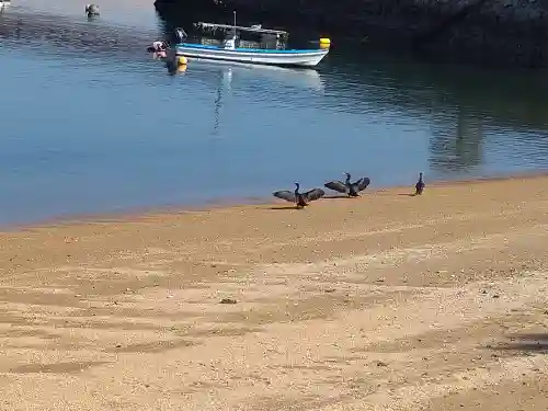 包ケ浦神社の動物