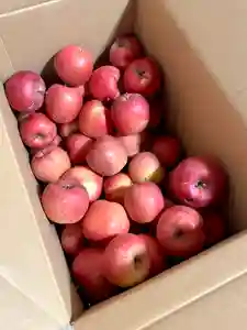 蚊里田八幡宮(長野県)(2025年12月07日(日) 16時05分13秒投稿)