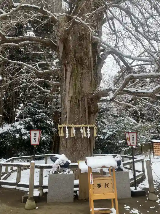 水戸八幡宮の{uncategorized: "未分類", other: "その他", undefined: "問題あり", building: "その他建物", grave: "お墓", sacred_gate: "鳥居", guardian: "狛犬", statue: "像", buddha: "仏像", history: "歴史", nature: "自然", garden: "庭園", animal: "動物", pagoda: "塔", temizu: "手水舎", mountain_gate: "山門・神門", sanctuary: "本殿・本堂", subordinate: "末社・摂社", art: "芸術", scenery: "景色", jizo: "地蔵", ema: "絵馬", goshuin: "御朱印", omikuji: "おみくじ", items: "授与品その他", amulet: "お守り", goshuincho: "御朱印帳", eats: "食事", festival: "お祭り", votive_dance: "神楽", shichigosan: "七五三参", wedding: "結婚式", experience: "体験その他", initially: "初詣", around: "周辺", anti_infection: "感染症対策"}