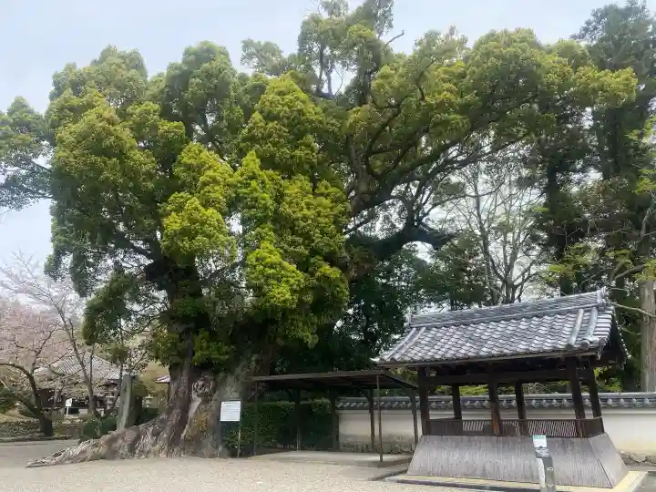 粉河寺の{uncategorized: "未分類", other: "その他", undefined: "問題あり", building: "その他建物", grave: "お墓", sacred_gate: "鳥居", guardian: "狛犬", statue: "像", buddha: "仏像", history: "歴史", nature: "自然", garden: "庭園", animal: "動物", pagoda: "塔", temizu: "手水舎", mountain_gate: "山門・神門", sanctuary: "本殿・本堂", subordinate: "末社・摂社", art: "芸術", scenery: "景色", jizo: "地蔵", ema: "絵馬", goshuin: "御朱印", omikuji: "おみくじ", items: "授与品その他", amulet: "お守り", goshuincho: "御朱印帳", eats: "食事", festival: "お祭り", votive_dance: "神楽", shichigosan: "七五三参", wedding: "結婚式", experience: "体験その他", initially: "初詣", around: "周辺", anti_infection: "感染症対策"}
