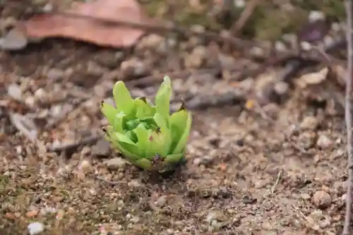 愛宕神社の自然