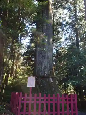 箱根神社のその他建物