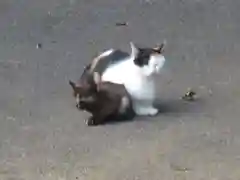 唐澤山神社の動物