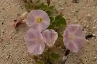 鹿島神社(愛媛県)