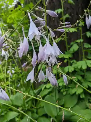 徳林禅菴(徳林庵)(京都府)