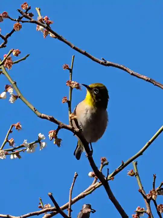 高円寺(東京都)