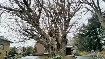 蛟蝄神社門の宮(茨城県)
