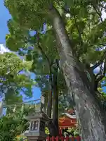 弓弦羽神社(兵庫県)