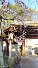 平野神社の自然