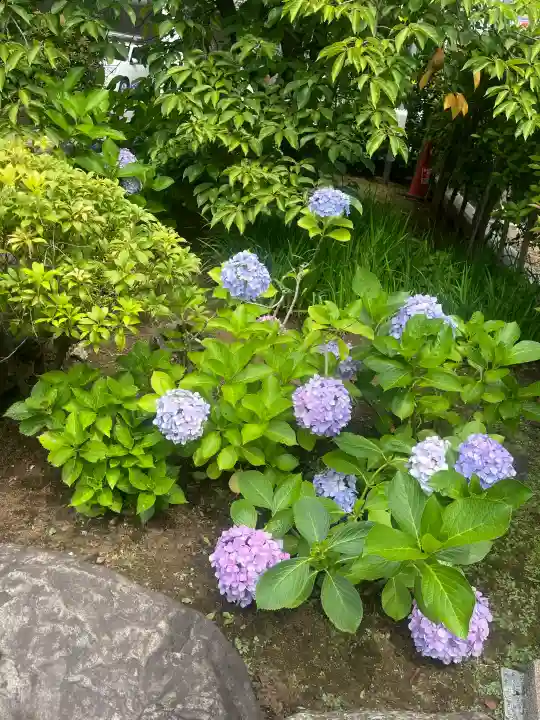 桜神宮(東京都)