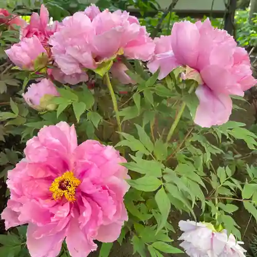 上野東照宮(東京都)