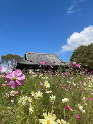 般若寺 ❁﻿コスモス寺❁(奈良県)