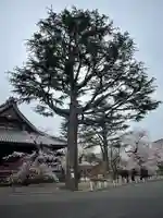 寛永寺(根本中堂)(東京都)