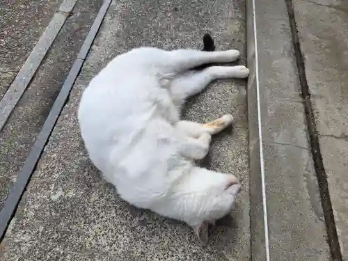 御誕生寺（猫寺）(福井県)