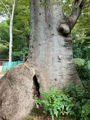 大國魂神社(東京都)