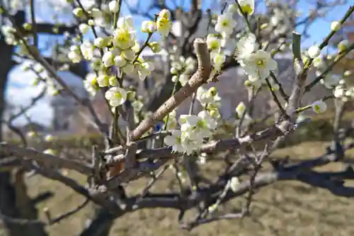 名木林神社の自然