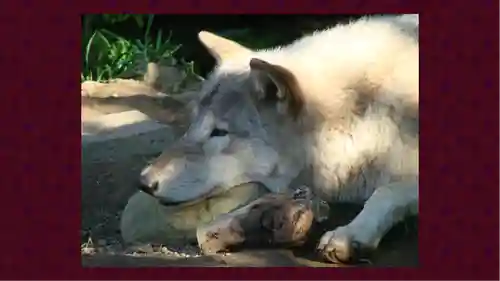 北海道神宮(北海道)