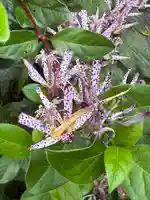 神炊館神社 ⁂奥州須賀川総鎮守⁂(福島県)