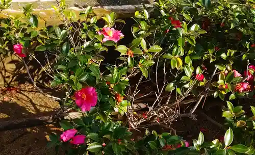 三津厳島神社の自然