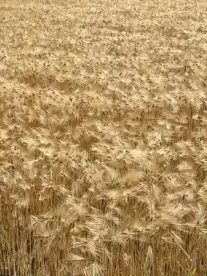 高繁大明神(稲荷)の自然