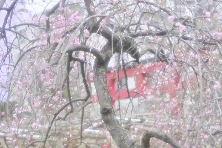 亀戸天神社(東京都)