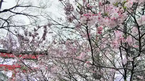 平野神社の自然