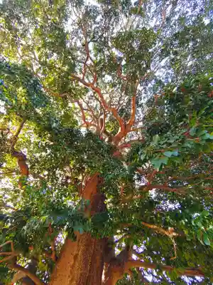 神倉神社の自然