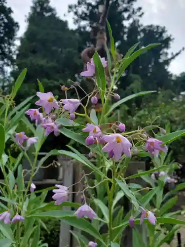 沙沙貴神社の自然