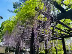 豊國神社の自然