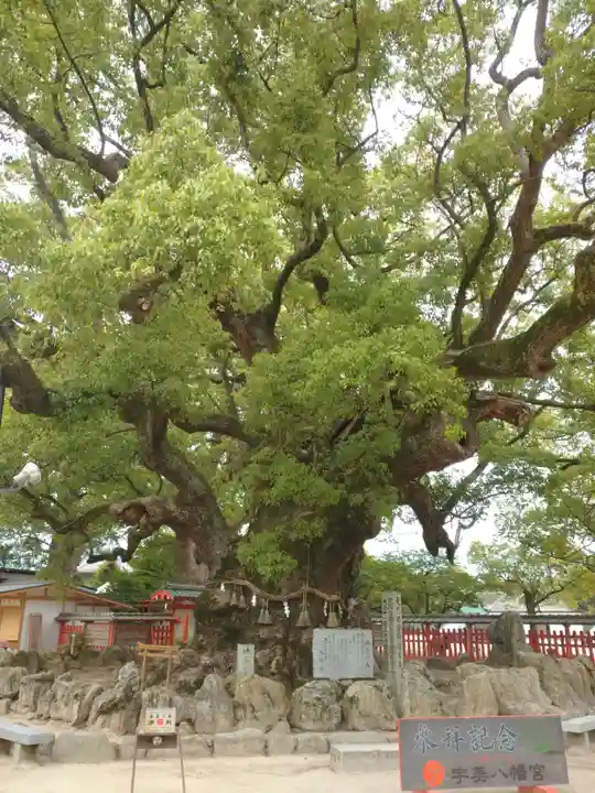 宇美八幡宮の自然