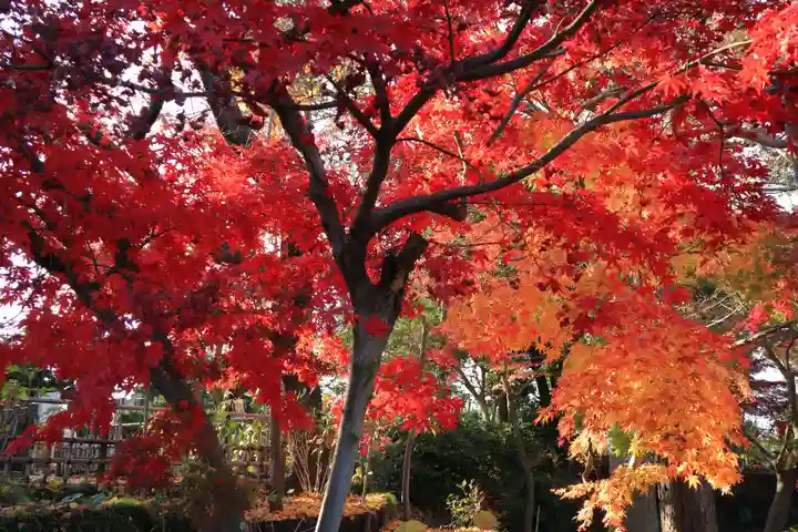 本土寺(千葉県)