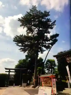 中野沼袋氷川神社(東京都)