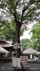 子安神社の自然