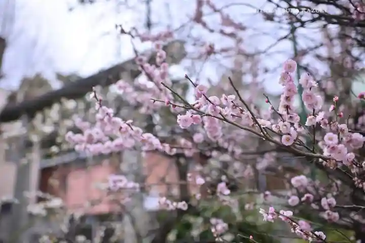 小村井 香取神社(東京都)