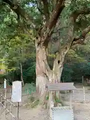 小國神社の自然