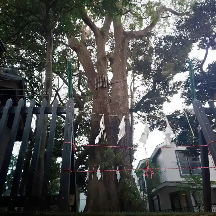 太子堂八幡神社の自然