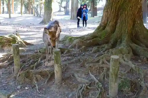 春日大社の動物